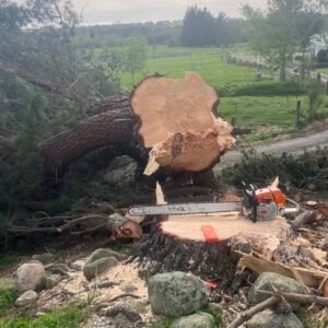 Tree Removal
